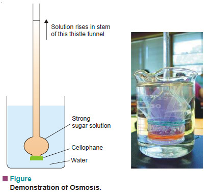 What is Osmosis and Osmotic Pressure?
