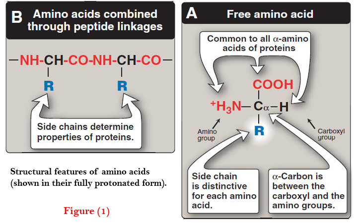 Amino acids - Structure of Amino acids