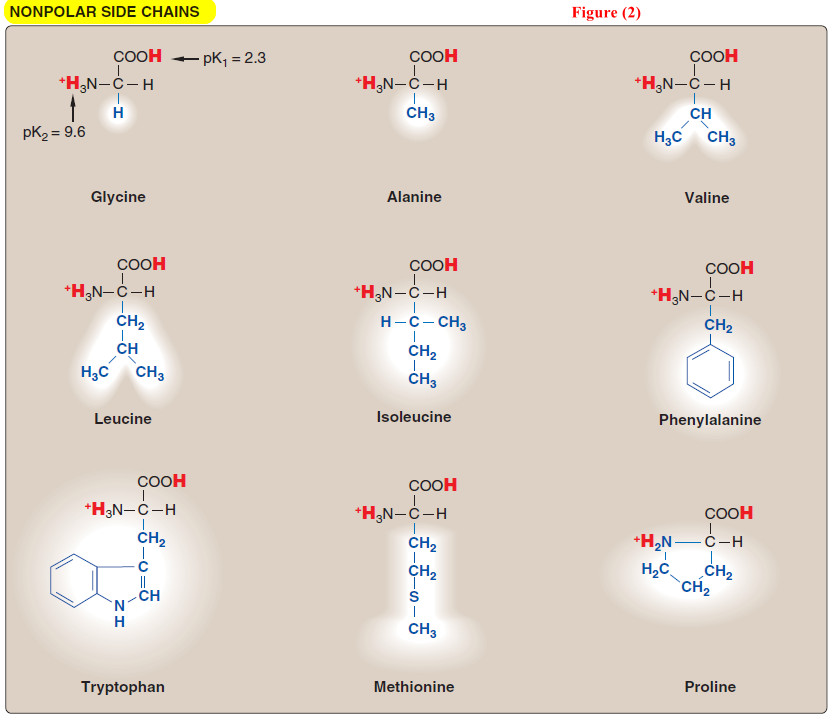 Amino acids - Structure of Amino acids