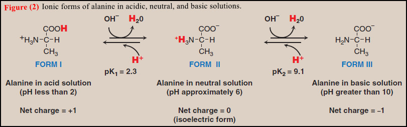 Properties of Amino acids - Acidic and Basic Properties