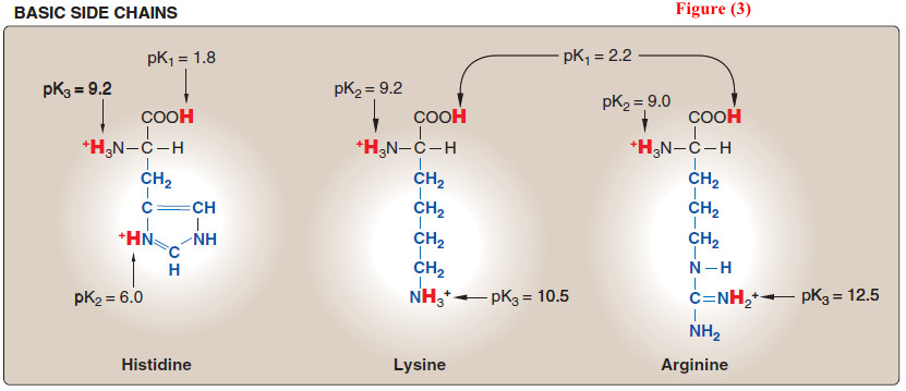 Amino acids - Structure of Amino acids