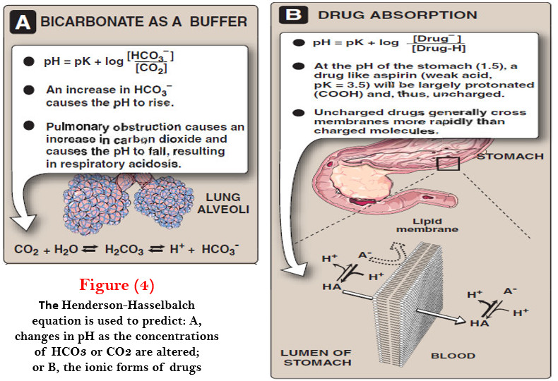 Properties of Amino acids - Acidic and Basic Properties