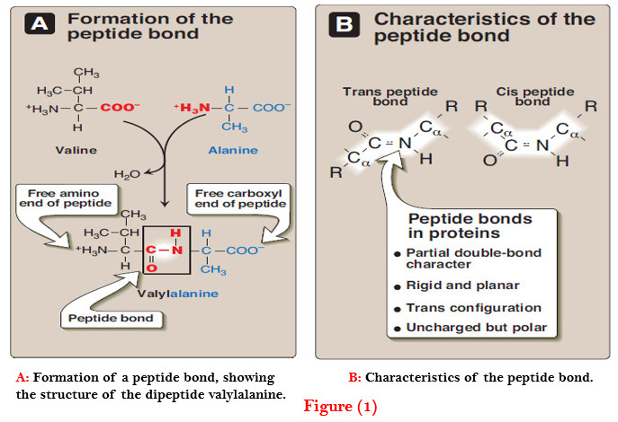 Primary structure of the Protein