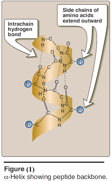 Protein Secondary Structure