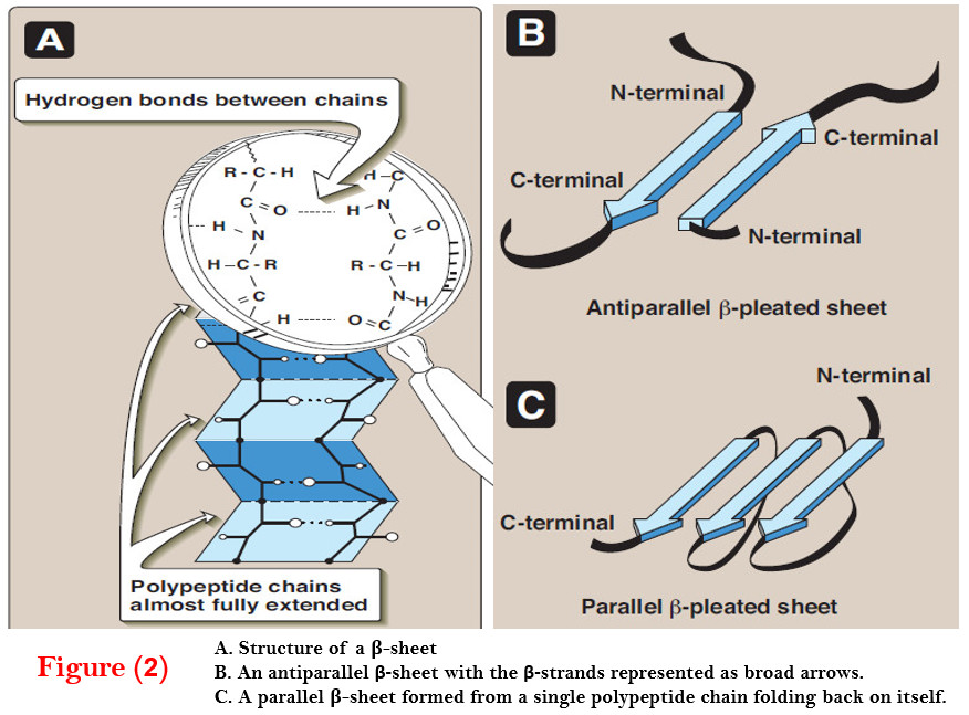 Protein Secondary Structure