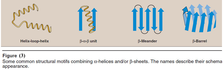 Protein Secondary Structure | Read Chemistry