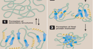 Tertiary structure of globular proteins