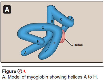 Globular Hemeproteins