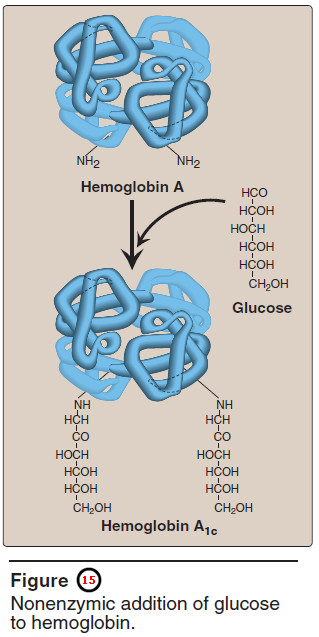 Globular Heme proteins