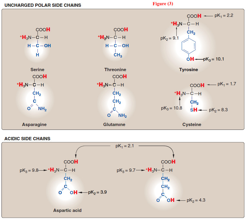 Amino acids - Structure of Amino acids