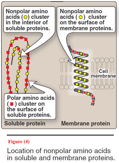 Structure of Amino acid