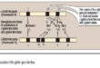 Organization of the globin genes