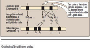 Organization of the globin genes