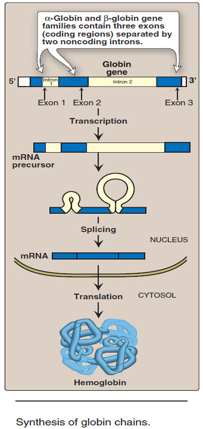 Organization of the globin genes